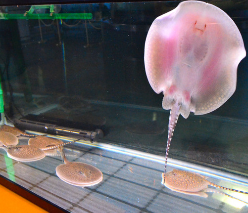日本水族馆稀有珍珠魟产下8条幼鱼(图)