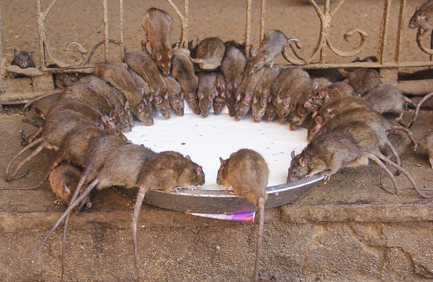 印度神庙供奉2万只老鼠信徒每日向其送贡品朝