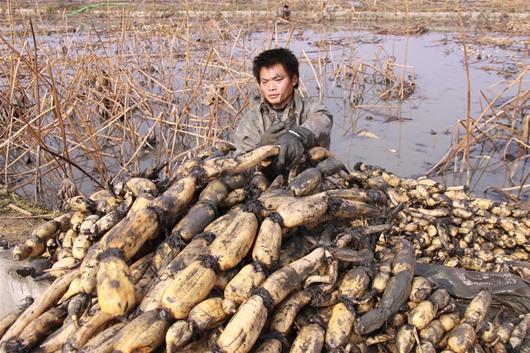 【图】图文:竹山县喜挖莲藕