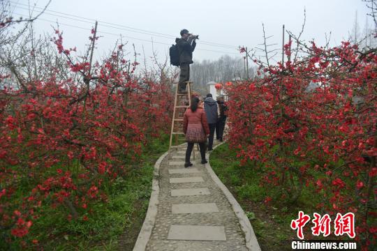 3月5日,都江堰乡村旅游季暨海棠花节在四川最大海棠种植基地—都江堰