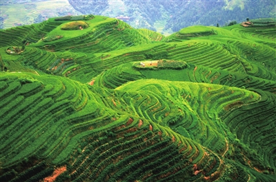 赴武夷岩茶产地能喝能采还能玩- "踏春采茶"确定首批景点(组图)