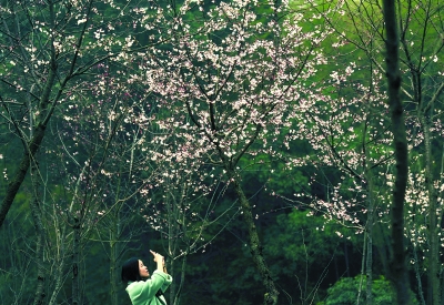 3月5日上午,长沙园林生态园,游客在拍摄樱花。