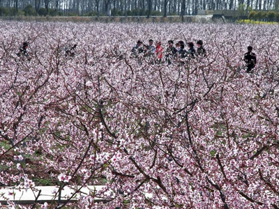 今年春游去逛崇明岛瑞华光明桃花节(攻略)案手帕组图图片