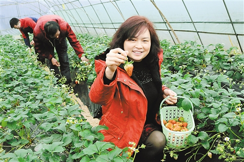 南川大观镇聚启草莓种植基地,游客在大棚里采摘新鲜草莓