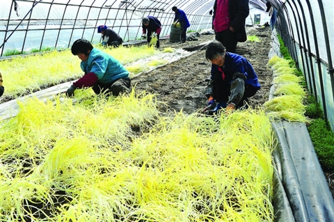日前,太仓市双凤万亩高效农业示范区种植的数百亩大棚韭黄进入采割
