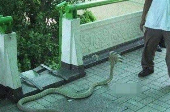 印度神庙惊现五头蛇 世间罕有有图为证被称 妖