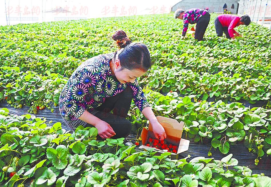 青岛家庭农场主生活变迁 从赔本到年入百万(图