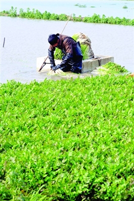 日前,吴江三江水生蔬菜基地的农民忙着在水田里收拔水芹.