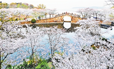 无锡太湖鼋头渚国际樱花节启幕(图)