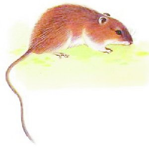 鼠类“春情萌动”居民不胜其烦 科学灭鼠讲策略