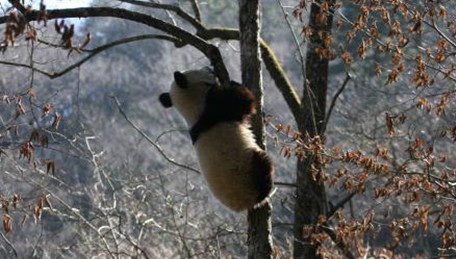 网友在佛坪拍到大熊猫上树的照片 憨态可掬(组图)