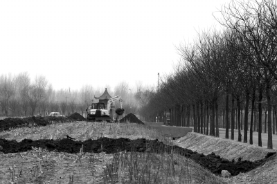 挖掘机正在田地上挖沟准备种树。京华时报记者赵思衡摄