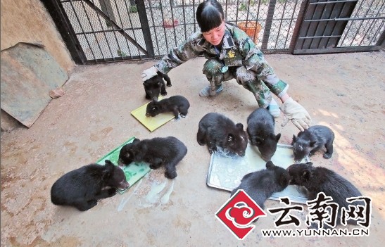 民警救下被贩卖的小黑熊 22个"熊孩子"找到新家(组图)