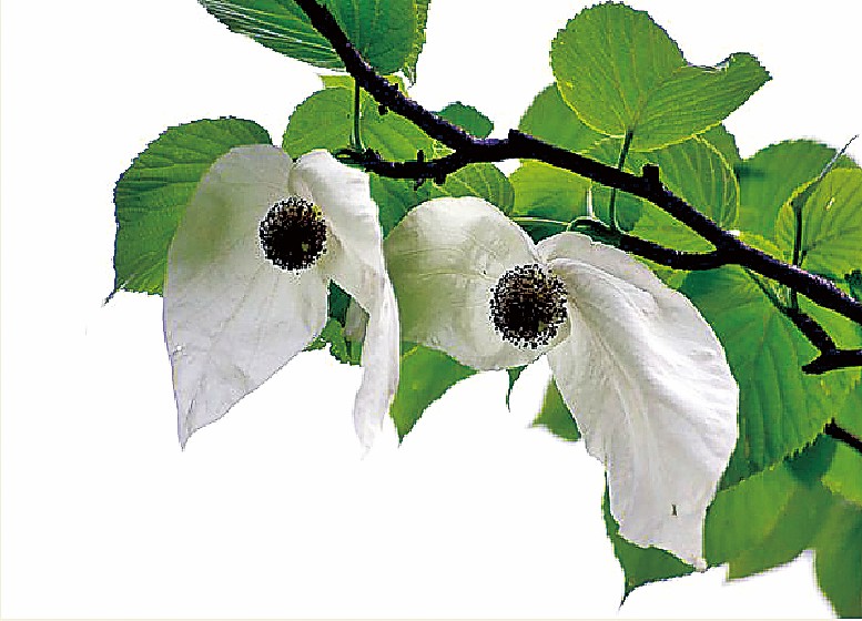 "世园会(图)   10株国家一级珍稀植物珙桐树在四川北川展园栽植入土,"