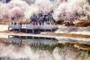 昨天上午,第25届运河旅游桃花节在红桥区桃花堤启幕.