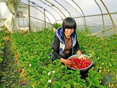 气温转暖带火“草莓采摘游”