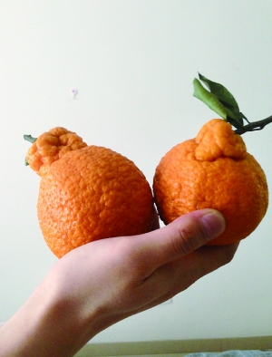 丑橘:别看模样丑 吃着挺合口(图)