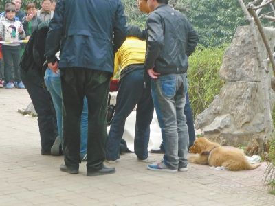 金毛犬躺在主人尸体旁边，一动也不动