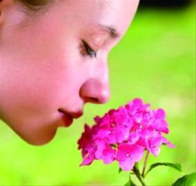 据新华社消息鼻子的嗅觉可能比我们认为的灵敏得多,美国《科学》杂志