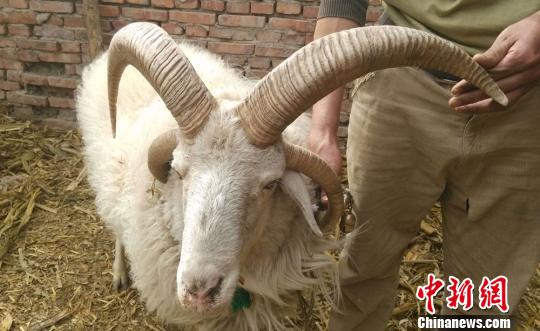 图为新疆温宿县一只“怪”羊头长四只羊角。　王拓　摄