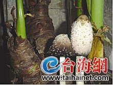 别让毒蘑菇伤了你(组图)