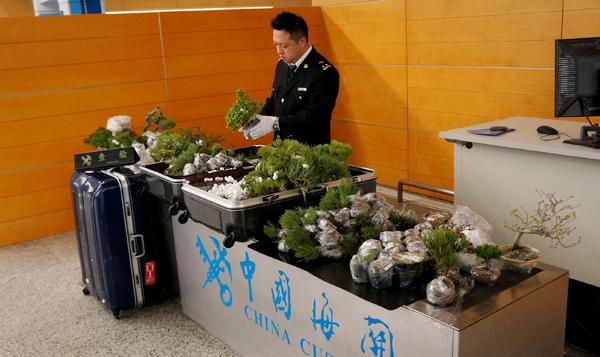 图为:上海浦东机场海关查获入境旅客违规携带240棵植株 姜琪/摄