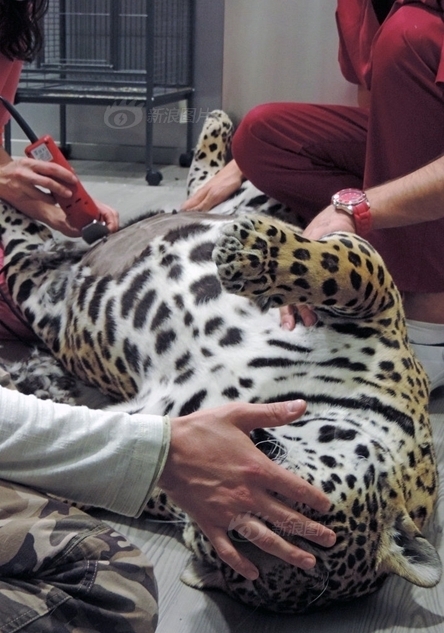 兽医对美洲豹产前检查。