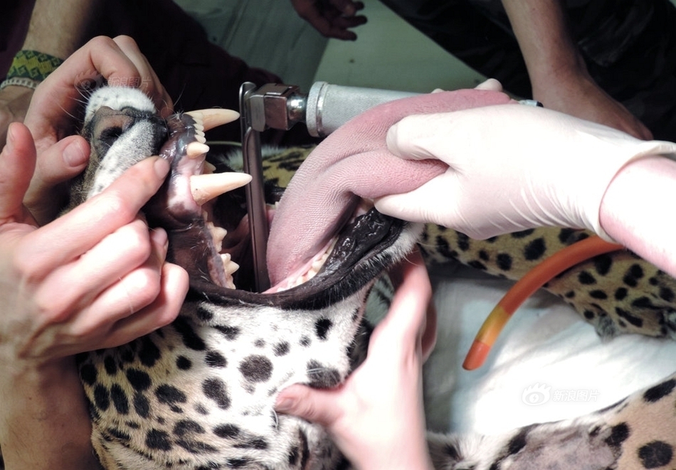 兽医给猎豹做剖腹产手术 救出将夭折幼崽(组图)