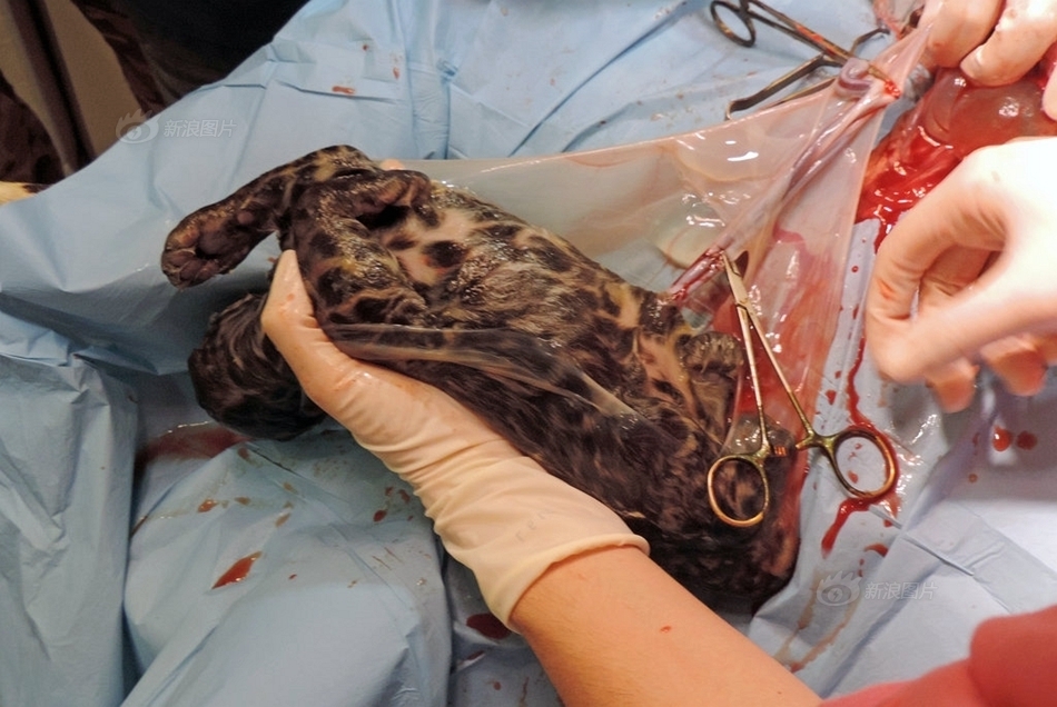 兽医给猎豹做剖腹产手术 救出将夭折幼崽(组图)