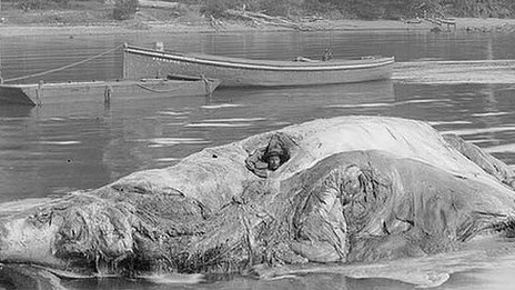 澳19世纪风湿患者曾藏身鲸尸治病照片曝光图