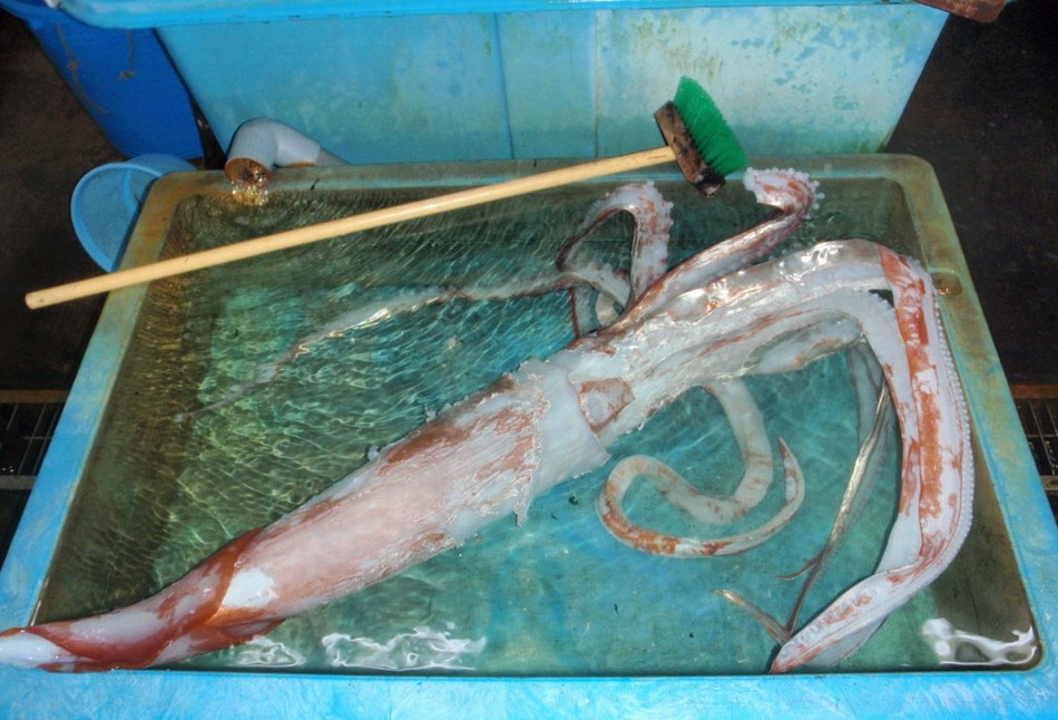 日本东京湾捕获一巨型鱿鱼 体长近4米体重50斤(组图)
