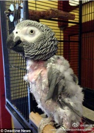 鹦鹉被关3年患抑郁症 自己拔光全身羽毛(图)
