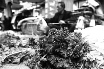 本地苔菜上市1元/斤获青睐(图)-搜狐滚动红豆杉的价格表图片