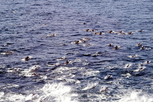约500头海豚在日本海组成方队向北游。