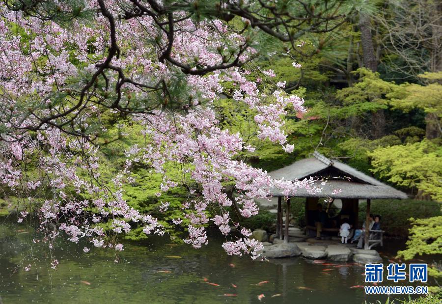 4月2日,在日本东京一家寺院,古老樱树绽放樱花.