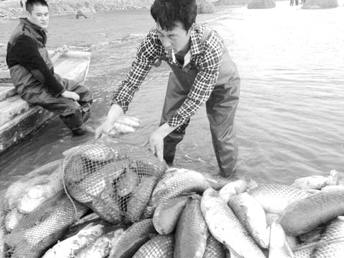 庄河俩小伙偶遇成群梭鱼 3小时捕捞700多斤(图)