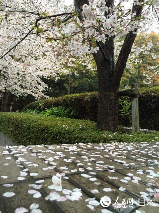 东京飘落樱花雨(组图)人民网东京4月3日电(滕雪)4月3日早间起,日本