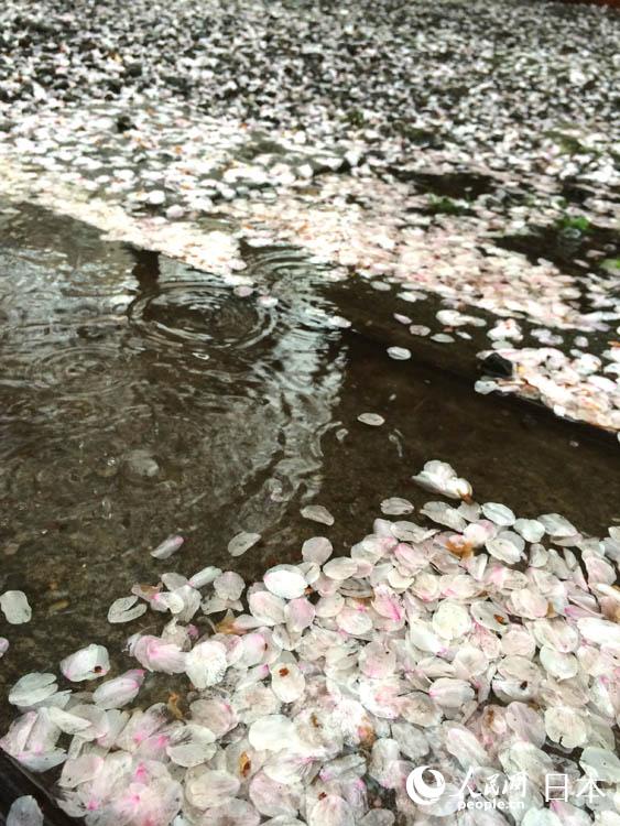 东京飘落樱花雨(组图)人民网东京4月3日电(滕雪)4月3日早间起,日本