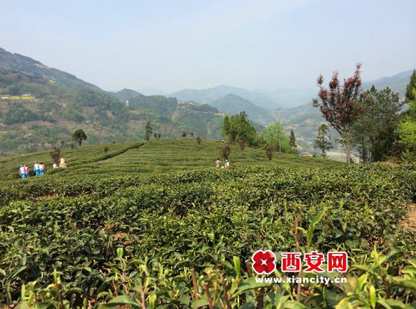 陕西安康紫阳县向阳镇茶园