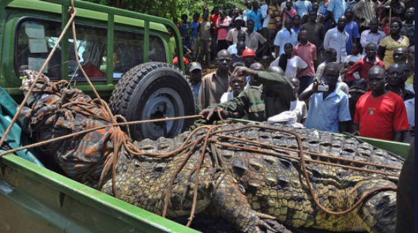 乌干达捕获80岁巨鳄重达1000公斤 鳄鱼已吃6人(组图)