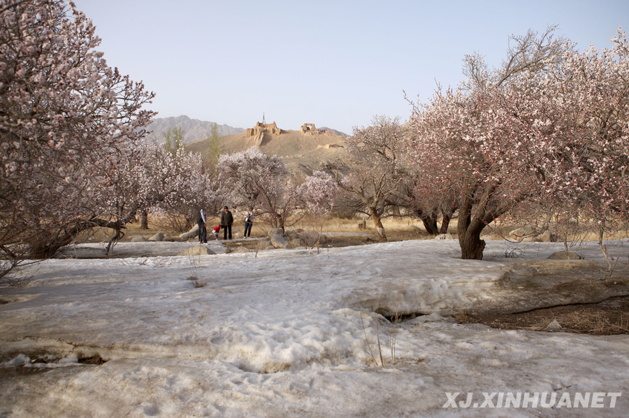 在新疆哈密庙尔沟景区内,几名游客在冰雪上与盛开的杏花合影.