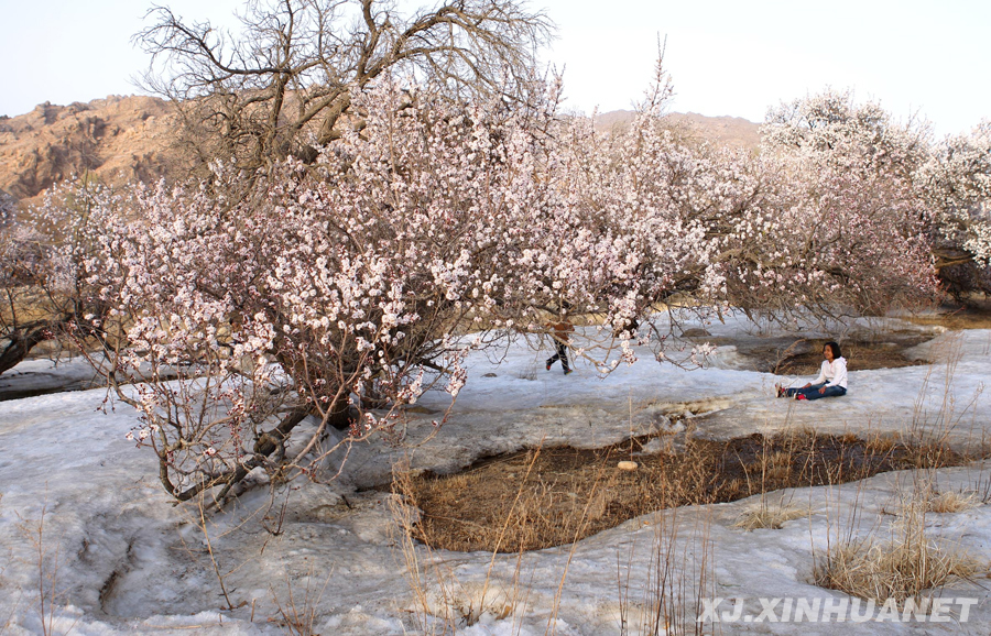 在新疆哈密庙尔沟景区内,几名游客在冰雪上与盛开的杏花合影.