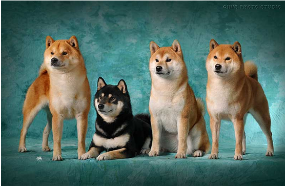 柴犬购买者常常有这样的疑问:哪家柴犬品质好?哪家柴犬正规?哪家柴犬规模大? 在这里,我们向大家推荐阳光柴犬舍!阳光柴犬舍是国内2009年CKU 认证专业犬舍(犬舍编号:5859),FCI授权永久会员,2013年CKU柴犬排行第一!该机构拥有良好的信誉保障,是纯种日本柴犬的欢乐家园。 在狗狗的世界中,纯种狗狗总是会拥有很多优于杂种狗狗的品质。因此,狗狗购买者在选择狗狗时,通常在意的首要因素就是狗狗品种的纯度!