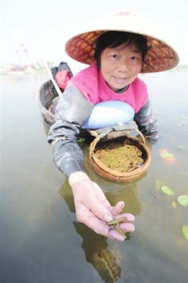 【图】太湖莼菜 现已上桌(图)