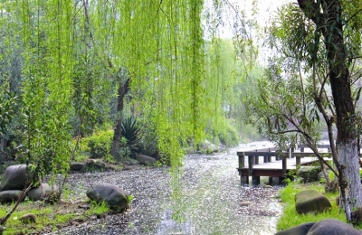 春天柳絮纷飞(图)