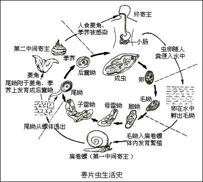 姜片虫病临床表现