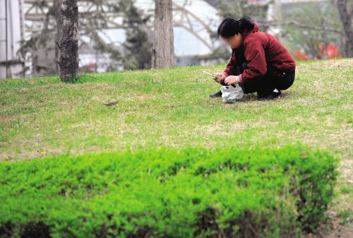 14-03-27   :   大连:草六维空间 【图】鞍山:广场草坪 私挖野菜(图)