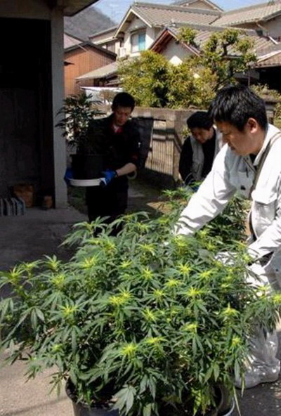 日本警方逮捕6名越南大麻种植者搜出1300株大麻草 图 搜狐滚动