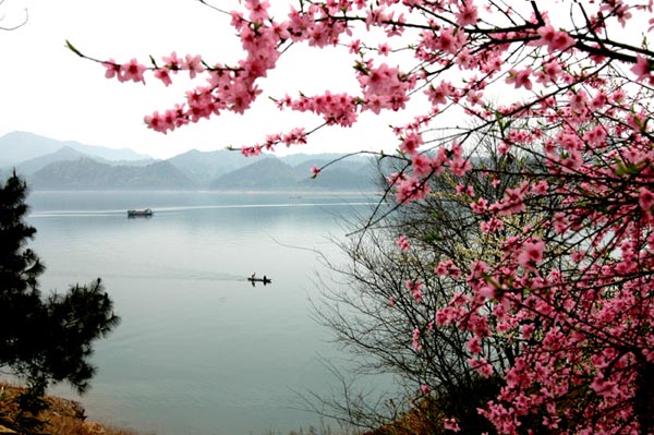 春天的味道 桃花水涨太平湖畔吃鳜鱼