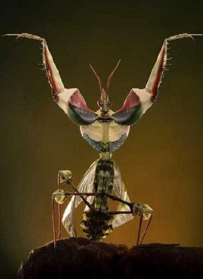 魔花螳螂是摄影师们的最爱,因为它浑身色彩艳丽,并且总是摆出一副武术